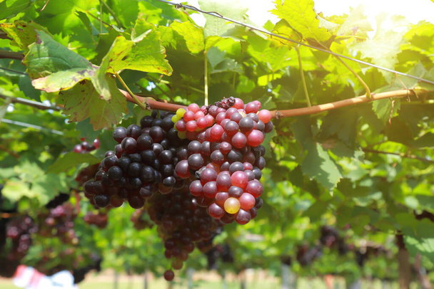 Uvas en viñedo en un día soleado
 - Foto, Imagen