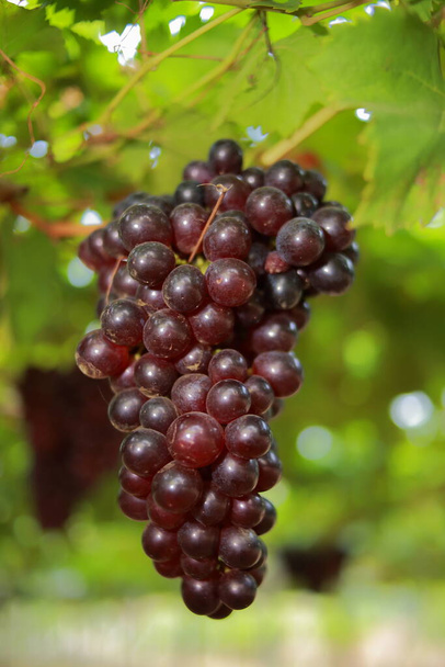 winogrona w winnicy w słoneczny dzień - Zdjęcie, obraz