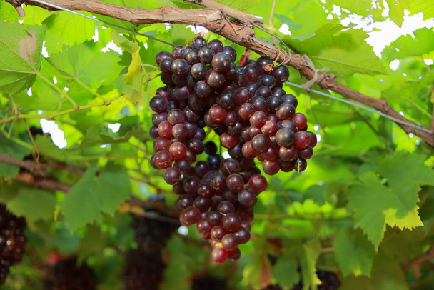 Виноград у винограднику на сонячний день
 - Фото, зображення