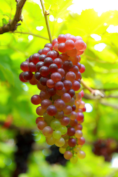 Raisins dans le vignoble par une journée ensoleillée
 - Photo, image