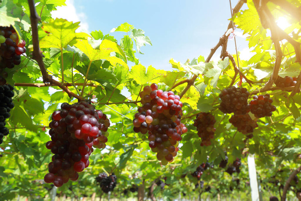 Виноград в солнечный день
 - Фото, изображение