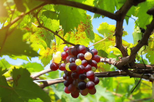 Виноград в солнечный день
 - Фото, изображение