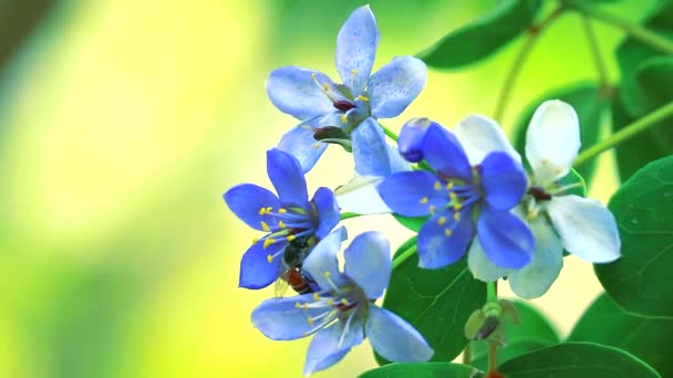 Lignum vitae blau-weiße Blüten blühen im verschwommenen Garten und Biene findet Nektar1 - Filmmaterial, Video