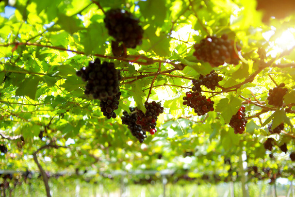 Rypäleet viinitarhassa aurinkoisena päivänä
 - Valokuva, kuva