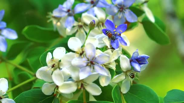 Lignum vitae mavi beyaz çiçekler bulanık bahçede çiçek açıyor ve arılar nektar buluyor - Video, Çekim