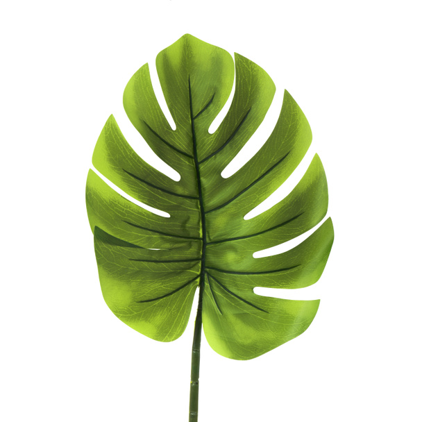 leaf isolated on a white background - Photo, Image