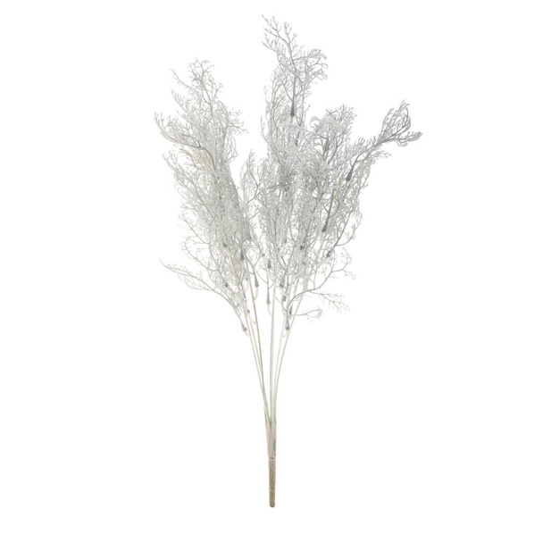 白い背景に孤立した植物の枝は  - 写真・画像