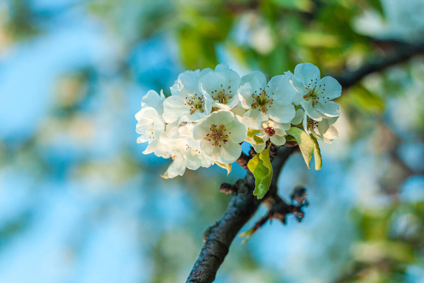 Wilde perenboom bloesem. Horizontale banner met witte bloemen op cyaan kleur wazig hemel achtergrond met bokeh lichten. Natuur lente frisse achtergrond van bloeiende fruittak. Kopieerruimte voor wenskaart - Foto, afbeelding