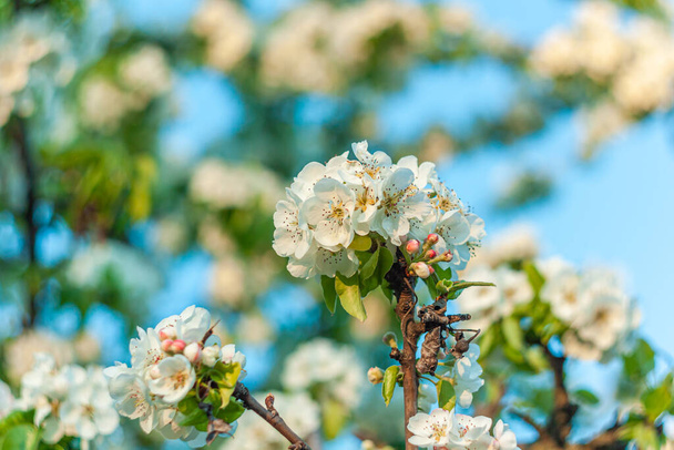 Wild Pear tree blossom. Horizontal banner with white flowers on cyan color blurred sky backdrop with bokeh lights. Nature spring fresh background of blooming fruit branch. Copy space for greeting card - Photo, Image