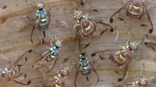 micro vista della vespa seduta sulla foglia di banana secca in estate
 - Filmati, video
