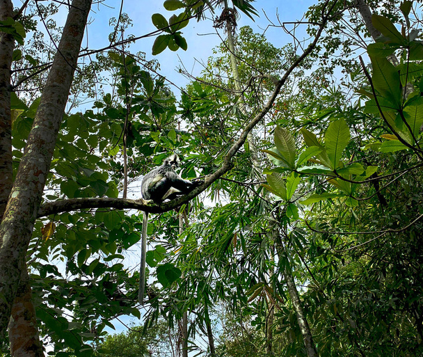 Bukit Lawang 'da Thomas Yaprak Maymun, Sumatra, Endonezya - Fotoğraf, Görsel