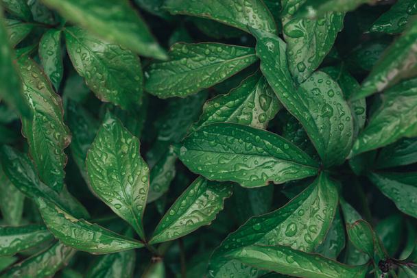 Close up Detail of a leaf plant in the garden. Beautiful Background pattern for design.  - Fotografie, Obrázek