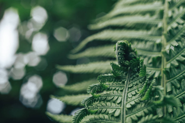 Detail van een varenplant in het bos. Prachtige achtergrond patroon voor ontwerp. - Foto, afbeelding