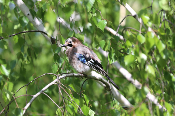 Eurasian jay bird aka garrulus glandarius sitting on branch against green natural background - 写真・画像