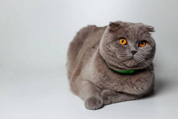 Lovable scottish fold cat lying on gray isolated background  - Photo, image