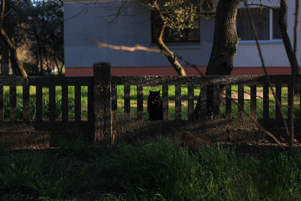 通りの古いフェンスの穴に黒い猫が座って、いくつかの食べ物を待っています。暗いと機嫌が悪い低キー写真。緑の春の草の自然の中でホームレスの動物背景. - 写真・画像