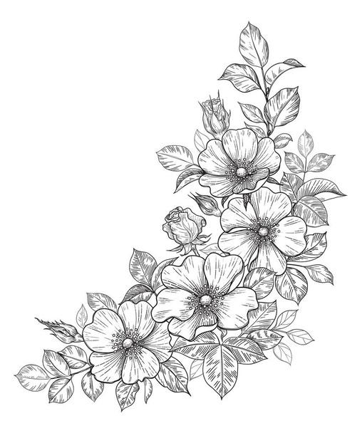 Hand drawn dog-rose bunch with flowers and leaves isolated on white. Vector line art monochrome elegant floral corner composition in vintage style, tattoo design, coloring page, wedding decoration. - Vetor, Imagem