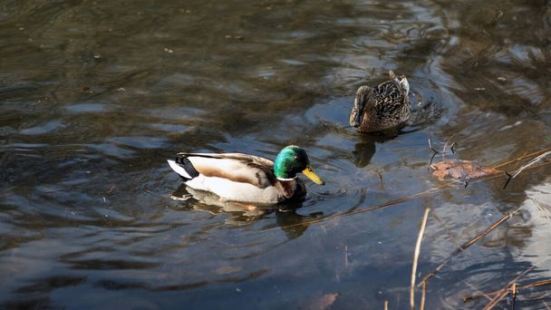 Los patos llegaron en primavera. Los patos nadan en el estanque. Patos cerca de la orilla. Patos hembra y macho. Bonito plumaje. Lago en el bosque
. - Foto, Imagen