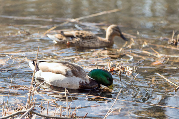 The ducks arrived in the spring. Ducks swim in the pond. Ducks near the shore. Female and male ducks. Beautiful plumage. Lake in the forest. - Foto, Imagen