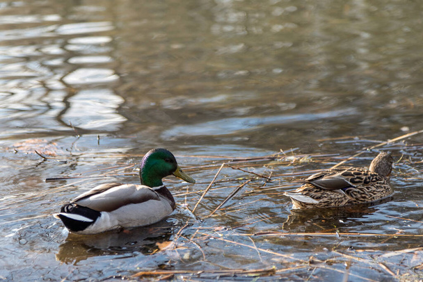 The ducks arrived in the spring. Ducks swim in the pond. Ducks near the shore. Female and male ducks. Beautiful plumage. Lake in the forest. - 写真・画像