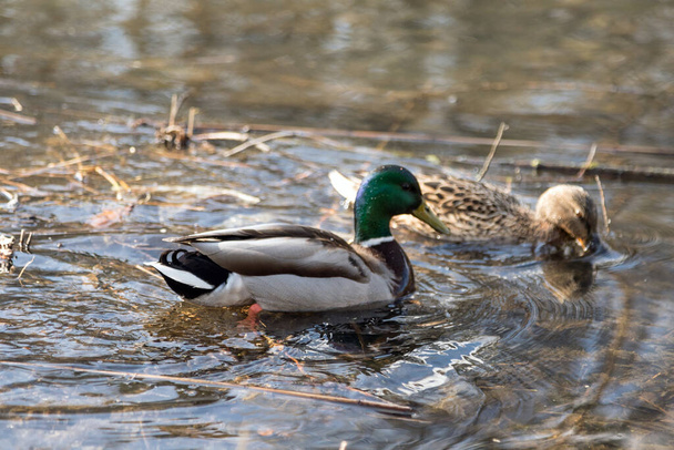 The ducks arrived in the spring. Ducks swim in the pond. Ducks near the shore. Female and male ducks. Beautiful plumage. Lake in the forest. - Foto, Imagen