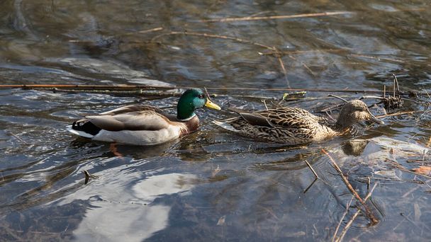 The ducks arrived in the spring. Ducks swim in the pond. Ducks near the shore. Female and male ducks. Beautiful plumage. Lake in the forest. - Foto, Imagem