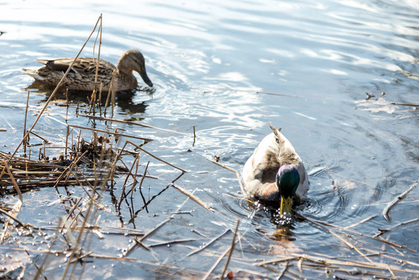 Los patos llegaron en primavera. Los patos nadan en el estanque. Patos cerca de la orilla. Patos hembra y macho. Bonito plumaje. Lago en el bosque
. - Foto, Imagen