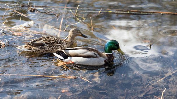 The ducks arrived in the spring. Ducks swim in the pond. Ducks near the shore. Female and male ducks. Beautiful plumage. Lake in the forest. - Фото, зображення