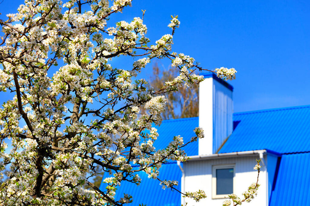 Υποκαταστήματα μιας ανθισμένης μηλιάς σε έναν κήπο με χιονισμένα λουλούδια στο φόντο και στη θολούρα μιας μπλε στέγης σπιτιού με ουρανό και μια λευκή καμινάδα, επιλεκτική εστίαση, αντιγραφή χώρου. - Φωτογραφία, εικόνα