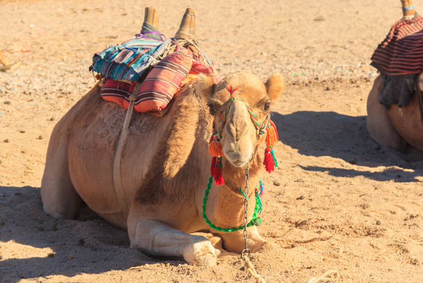 Kameel met traditioneel bedoeïenzadel in Arabische woestijn, Egypte - Foto, afbeelding