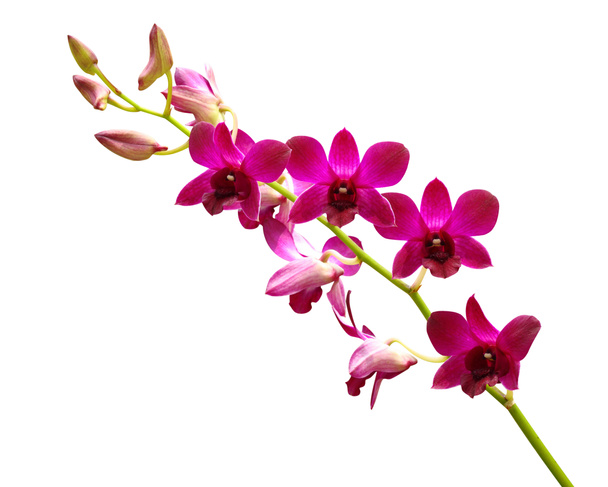 paarse orchid. - Foto, afbeelding