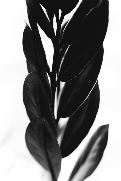 studio photo black and white flowers and plants,flowers on white background - Foto, Imagen