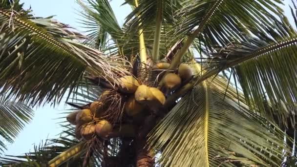 Зрізати кокоси висить на пальмовому дереві. Кокосове дерево крупним планом
 - Кадри, відео