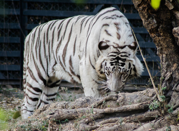 Weißer bengalischer Tiger, Zoo. Der weiße oder gebleichte Tiger ist eine Pigmentvariante des bengalischen Tigers. - Foto, Bild