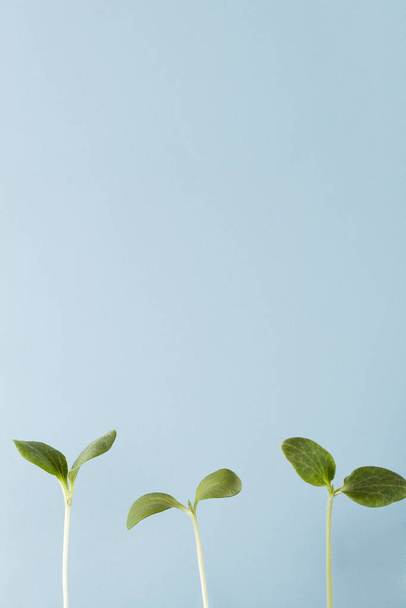 cultiver de jeunes plantes sur fond bleu, l'environnement et l'écologie soins. concept de croissance. espace de copie
 - Photo, image