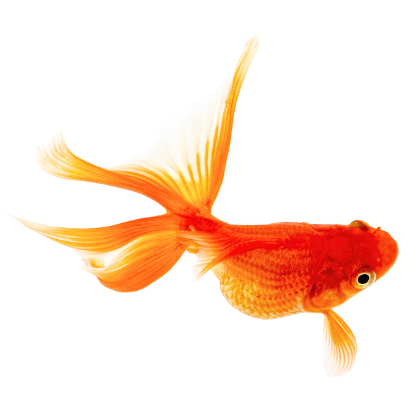 Gold Fish on White Background - Photo, Image