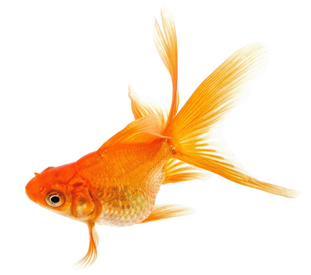 Goldfisch auf weißem Hintergrund - Foto, Bild