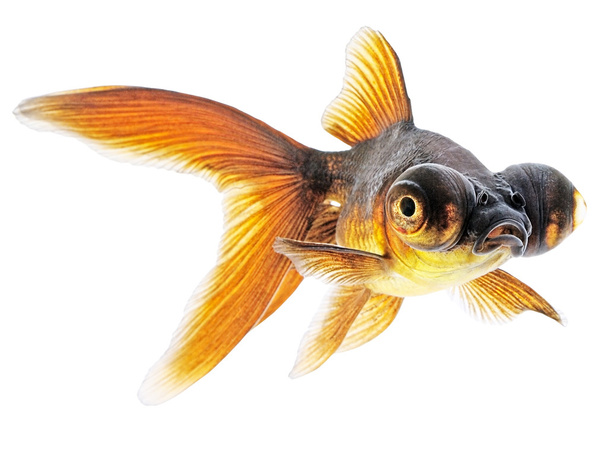 Globus-Auge-Goldfisch - Foto, Bild