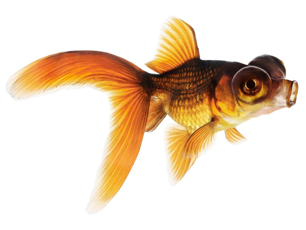 Telescopio Eye Goldfish
 - Foto, Imagen