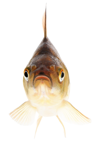 Pesce d'oro su sfondo bianco
 - Foto, immagini