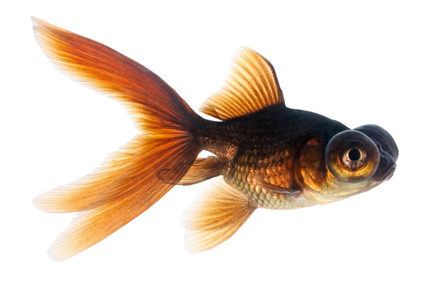 Telescópio Eye Goldfish
 - Foto, Imagem