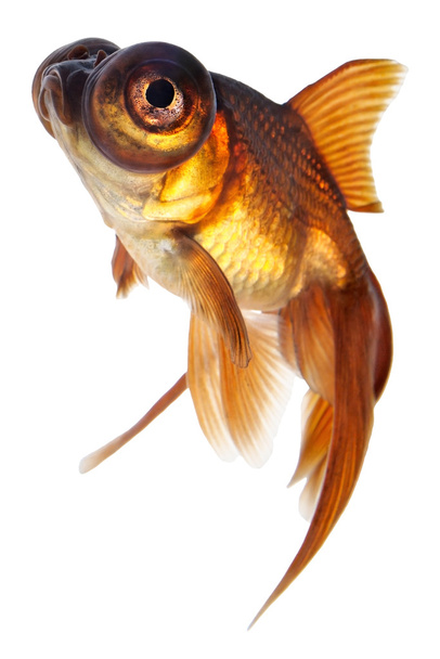 Teleskopauge Goldfisch - Foto, Bild