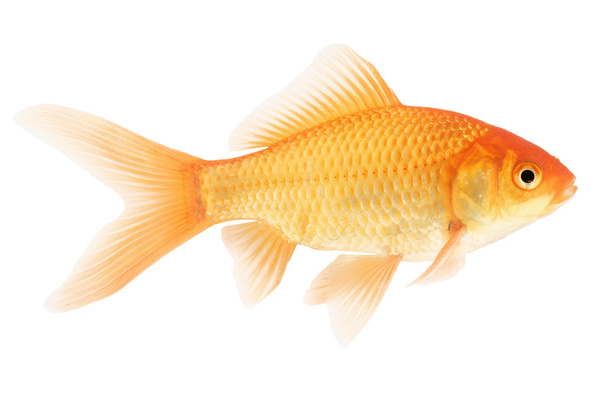 Золотая рыба на белом фоне
 - Фото, изображение