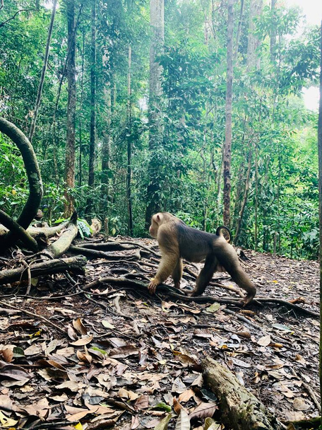 Бабуин в Национальном парке Букит-Лаваг на Суматре, Индонезия
 - Фото, изображение