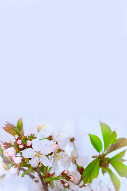 Ветка с белыми цветами весенний фон
 - Фото, изображение
