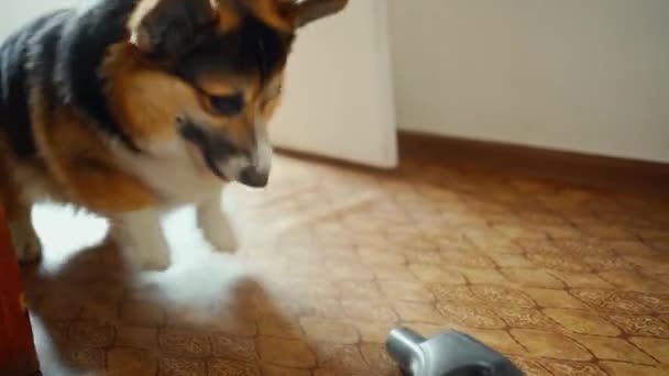 little funny and fury Corgi Dog barks and attacks vacuum cleaner. - Footage, Video