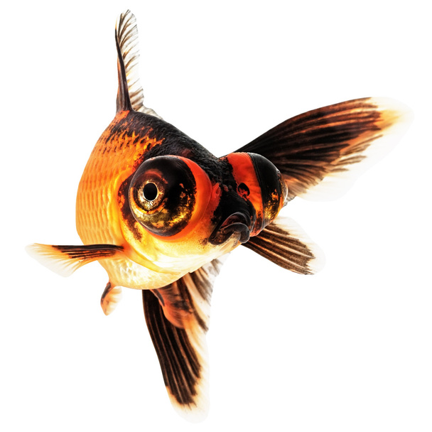 Télescope Eye Goldfish
 - Photo, image
