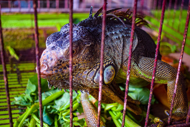 Дика ящірка в клітці на Балі Індонезія, Велика ящірка в клітці. - Фото, зображення
