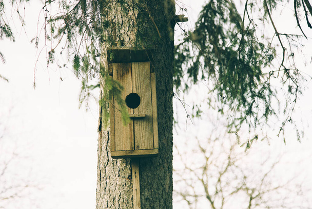 Casa de pájaros en abedul, fondo del cielo. Caja de anidación en un árbol en un parque, primavera
. - Foto, imagen