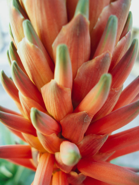Seltene orangefarbene Pflanze namens Fackellilie, Makrofoto - Foto, Bild